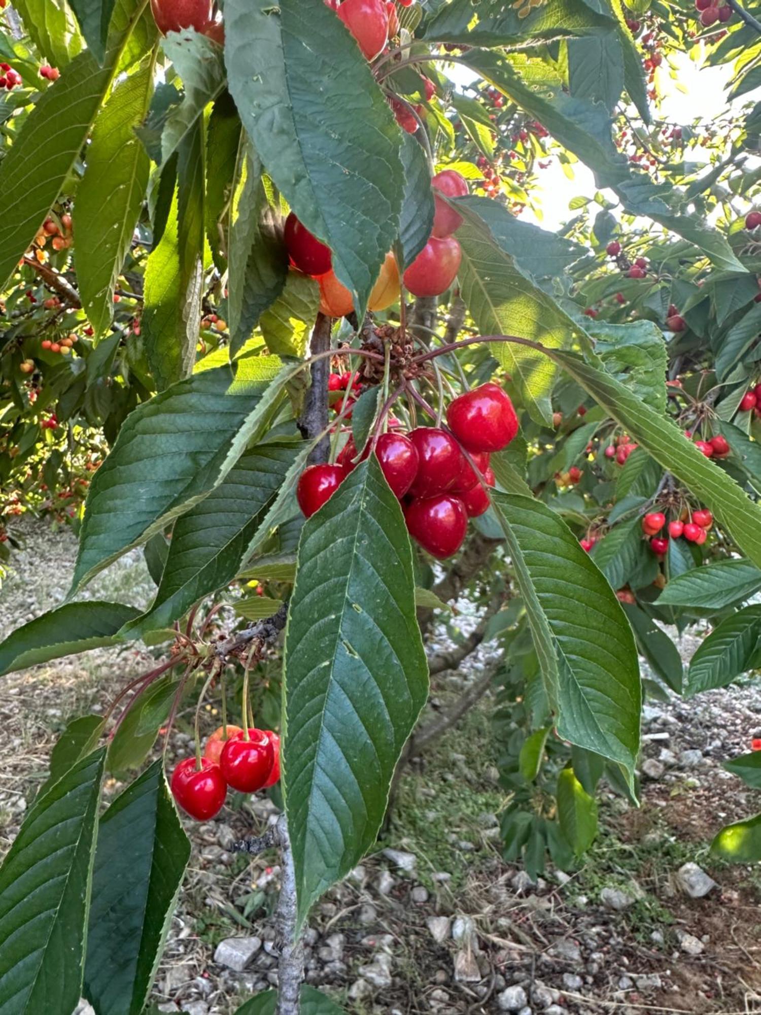 Agriturismo Serra Moneta Santo Stefano Quisquina Екстериор снимка