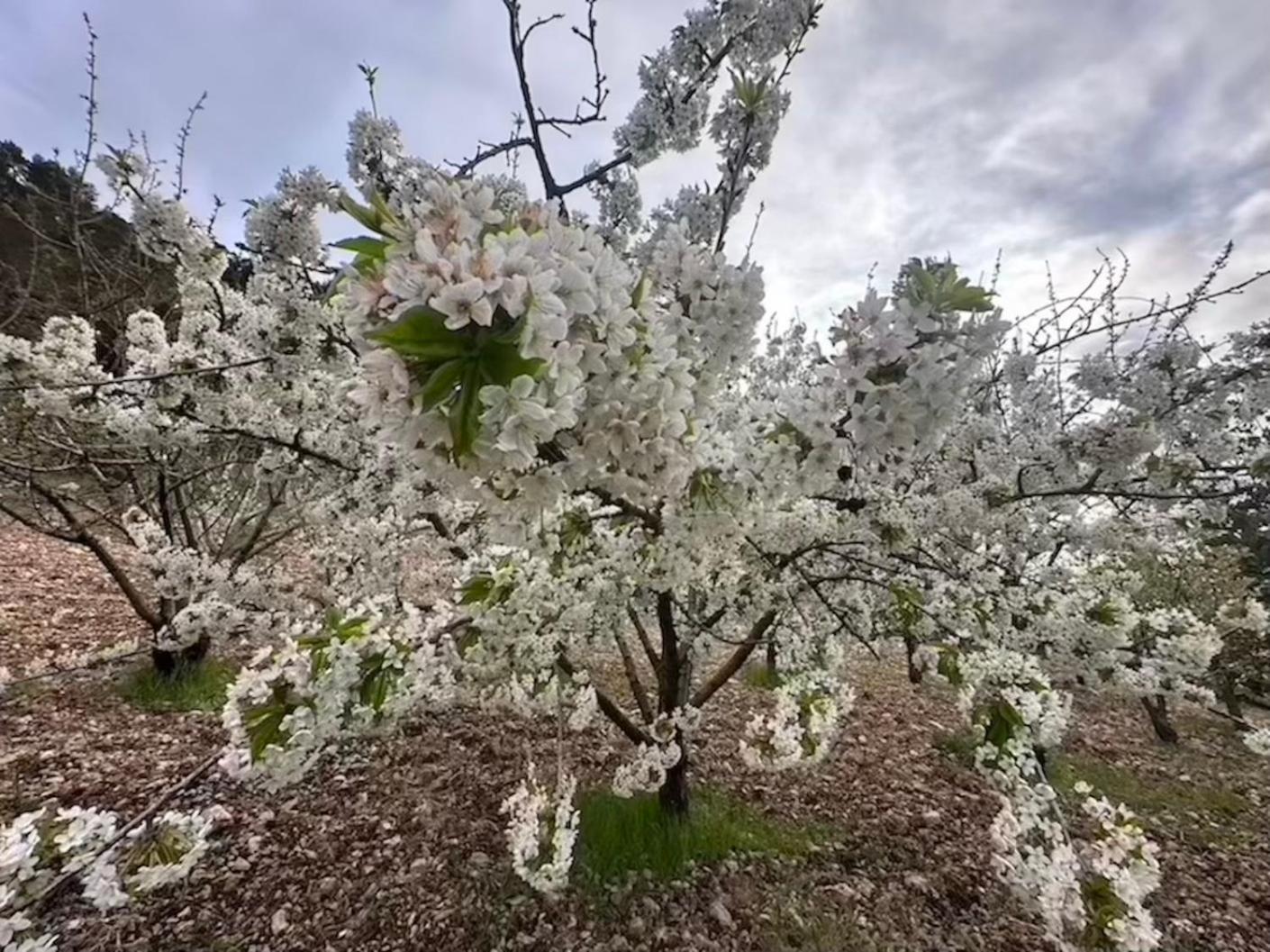 Agriturismo Serra Moneta Santo Stefano Quisquina Екстериор снимка