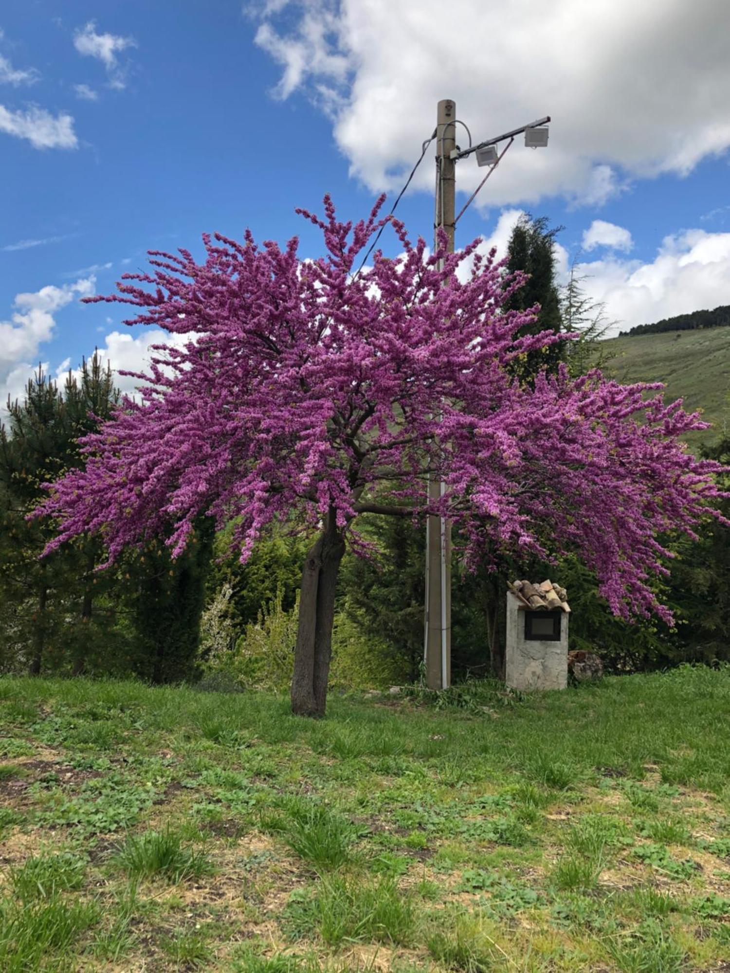 Agriturismo Serra Moneta Santo Stefano Quisquina Екстериор снимка