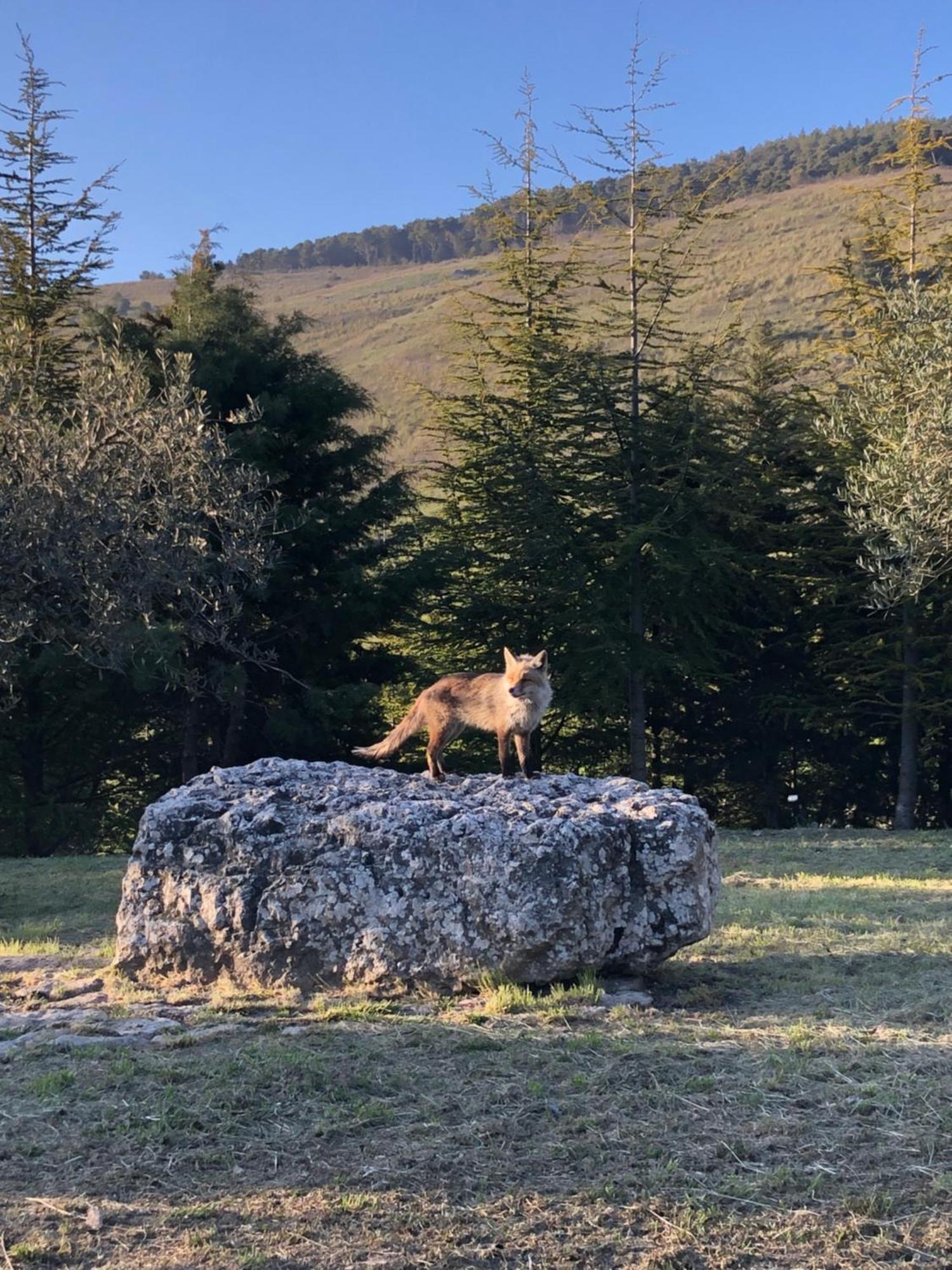 Agriturismo Serra Moneta Santo Stefano Quisquina Екстериор снимка